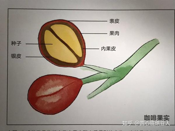 咖啡入门咖啡豆结构解析