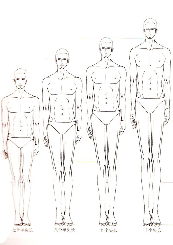 男性人体比例