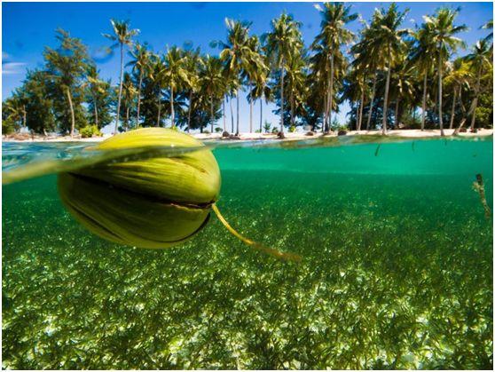 以及到达岛礁和孤立热带岛屿后的生存需要,椰子种子内层果核内的椰子