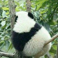 编剧,作品:电影《送你一朵小红花》《动物世界》《滚蛋吧!