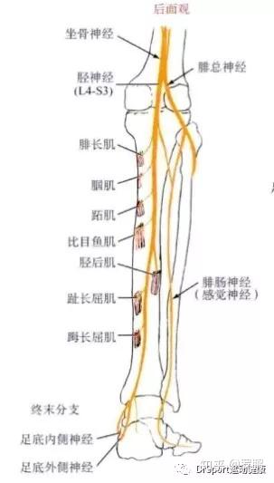 (足背屈外翻,直腿抬高,被动的拉长胫神经)