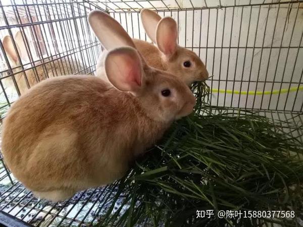 冠河连城正宗富硒黄兔
