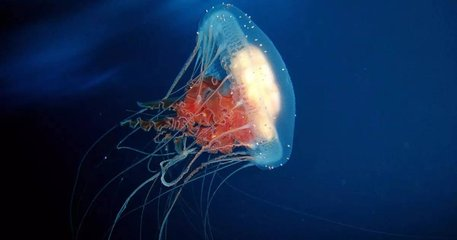 水母的身体里98%都是水,但是怎么这么美