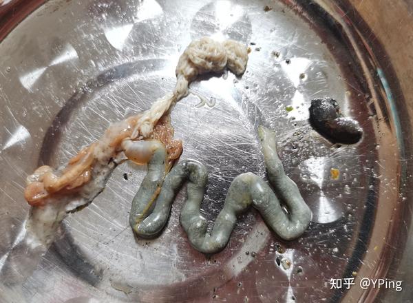 赶海鲜海参水煮观察文末也是吃过海参的喵啦