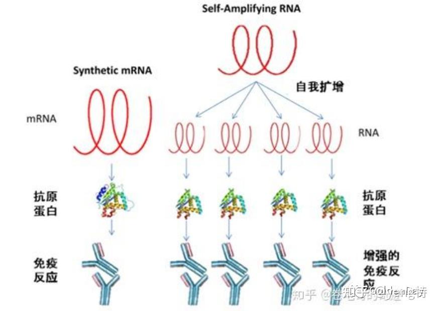 骗你进来学知识:新冠重组腺病毒疫苗及其他新冠疫苗概述