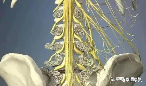因为椎间盘变性,纤维环破裂,髓核突出刺激或压迫神经根,马尾神经.