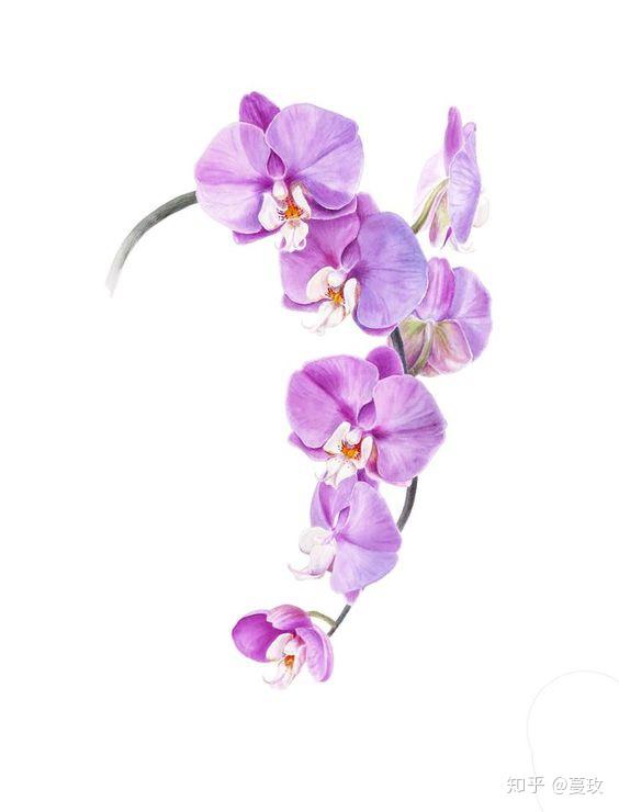 蝴蝶兰属(phalaenopsis)被誉为「兰花皇后」,也是目前应用最广,观赏