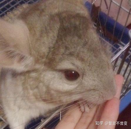 哪种龙猫耳朵会长耳斑