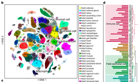 02] 浙江大学郭国骥团队nature 文章:在单细胞水平建立人类细胞图谱!