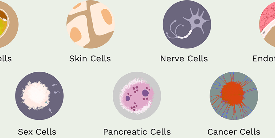 dp生物大纲要求掌握的细胞类型celltypes