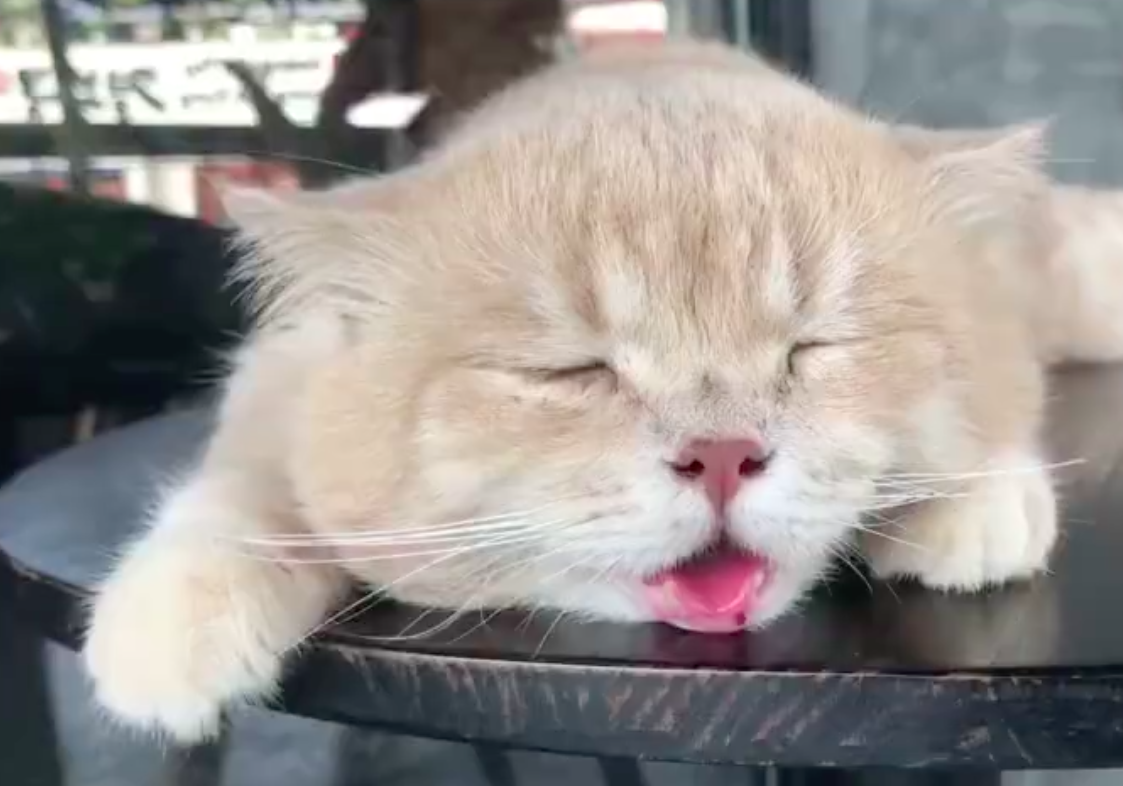 猫咪伸出舌头来散热,真的是热成狗了!