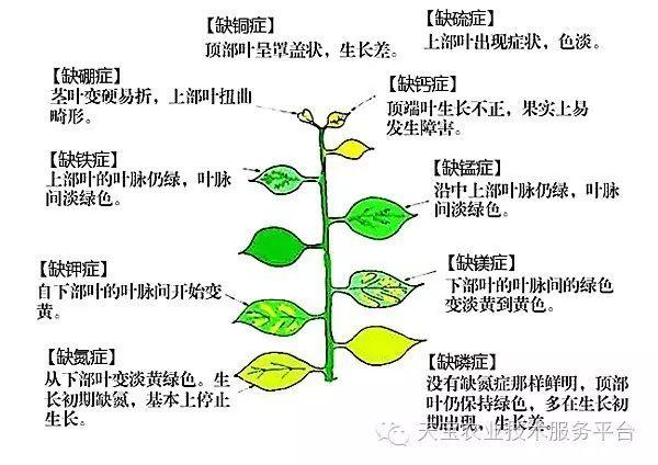 天宝农业技术服务平台"经典农技"专栏 《快速诊断植物缺素症的顺口溜