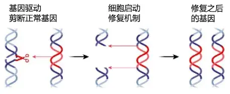 基因驱动示意图,从一个坏基因变成了一对坏基因   ref2