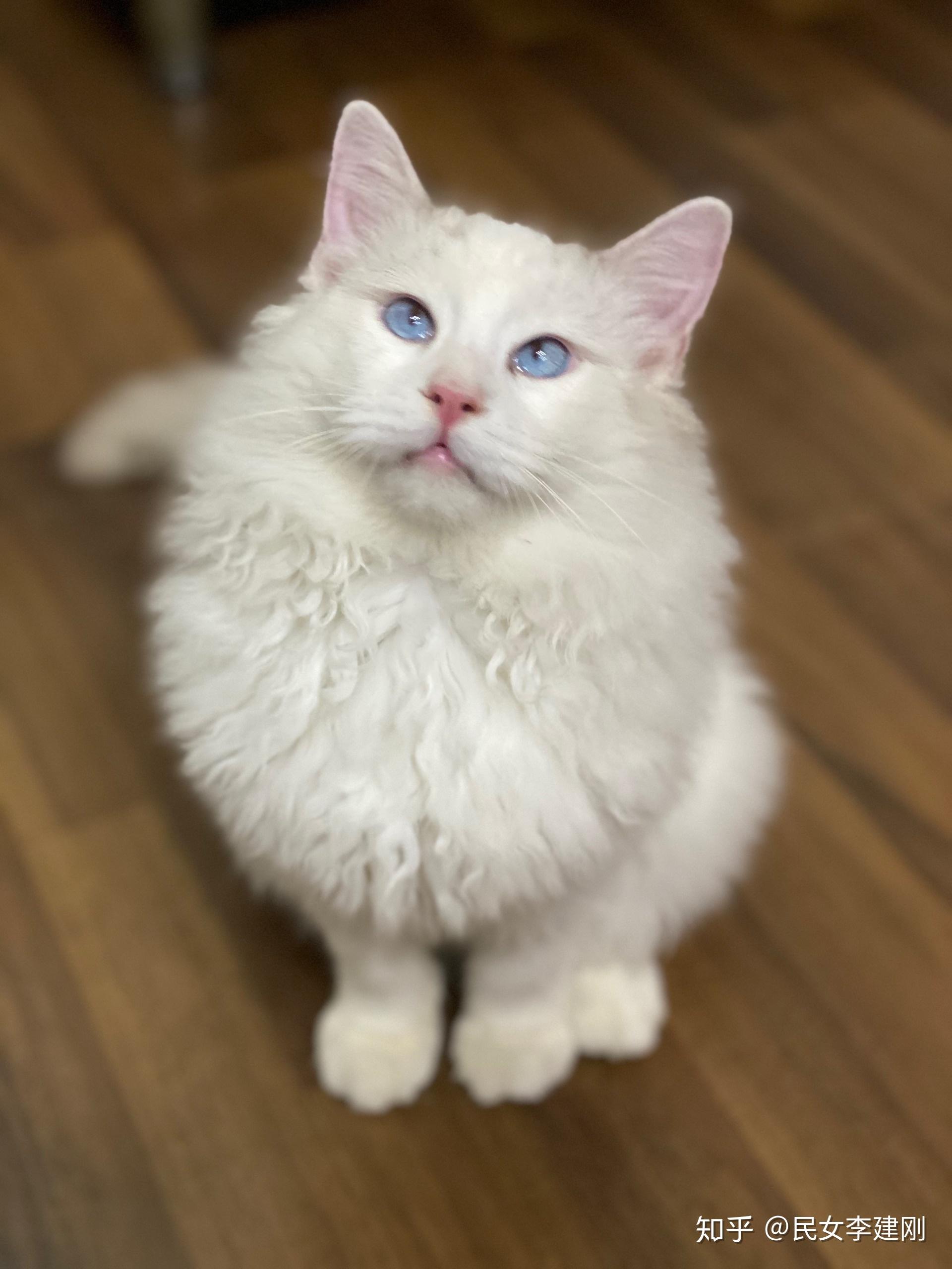 帮忙鉴定下是不是假布偶猫谢谢
