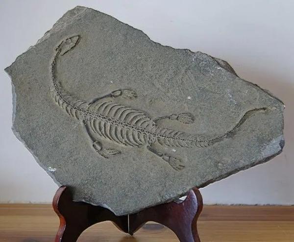 古生物化石,部分非重点保护化石经许可可在经政府批准的化石交易市场