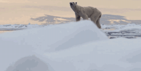 这些凶猛的捕食者在这部纪录片里却活得让人心塞