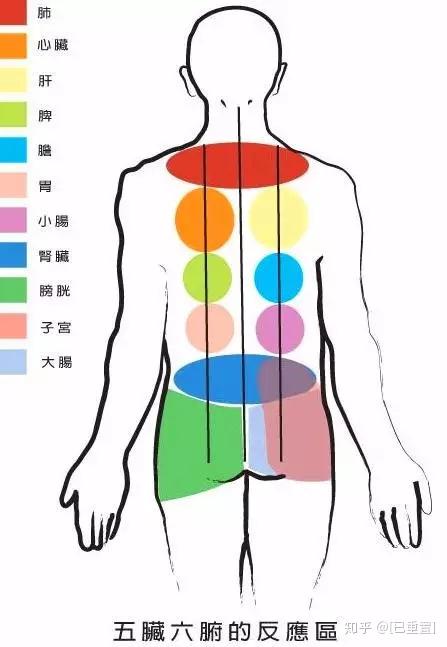 五脏六腑在背部的反应区