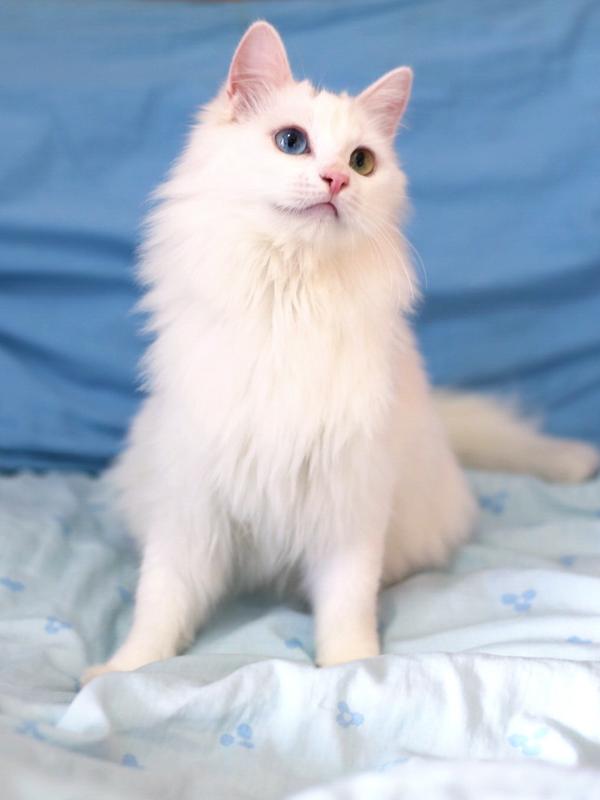 临清鸳鸯眼狮子猫还有吗?