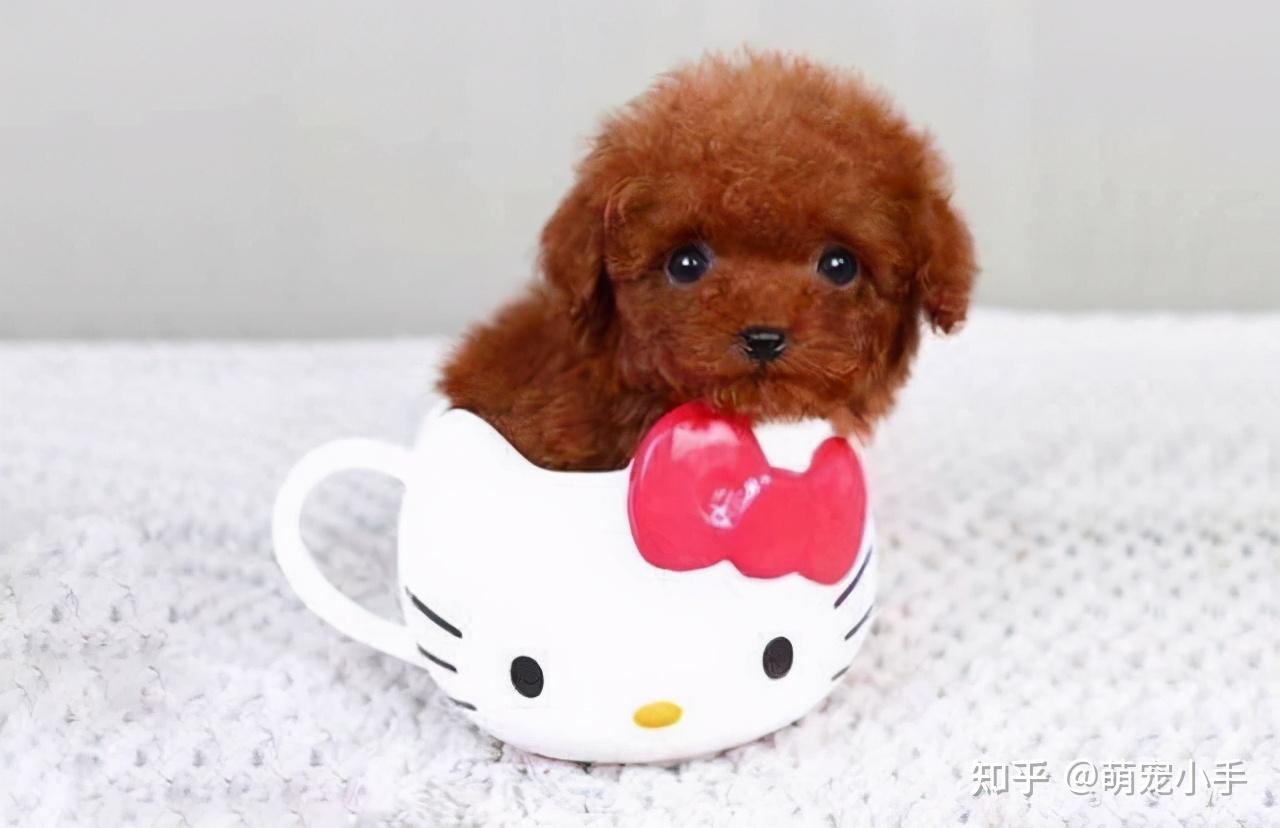 茶杯犬 