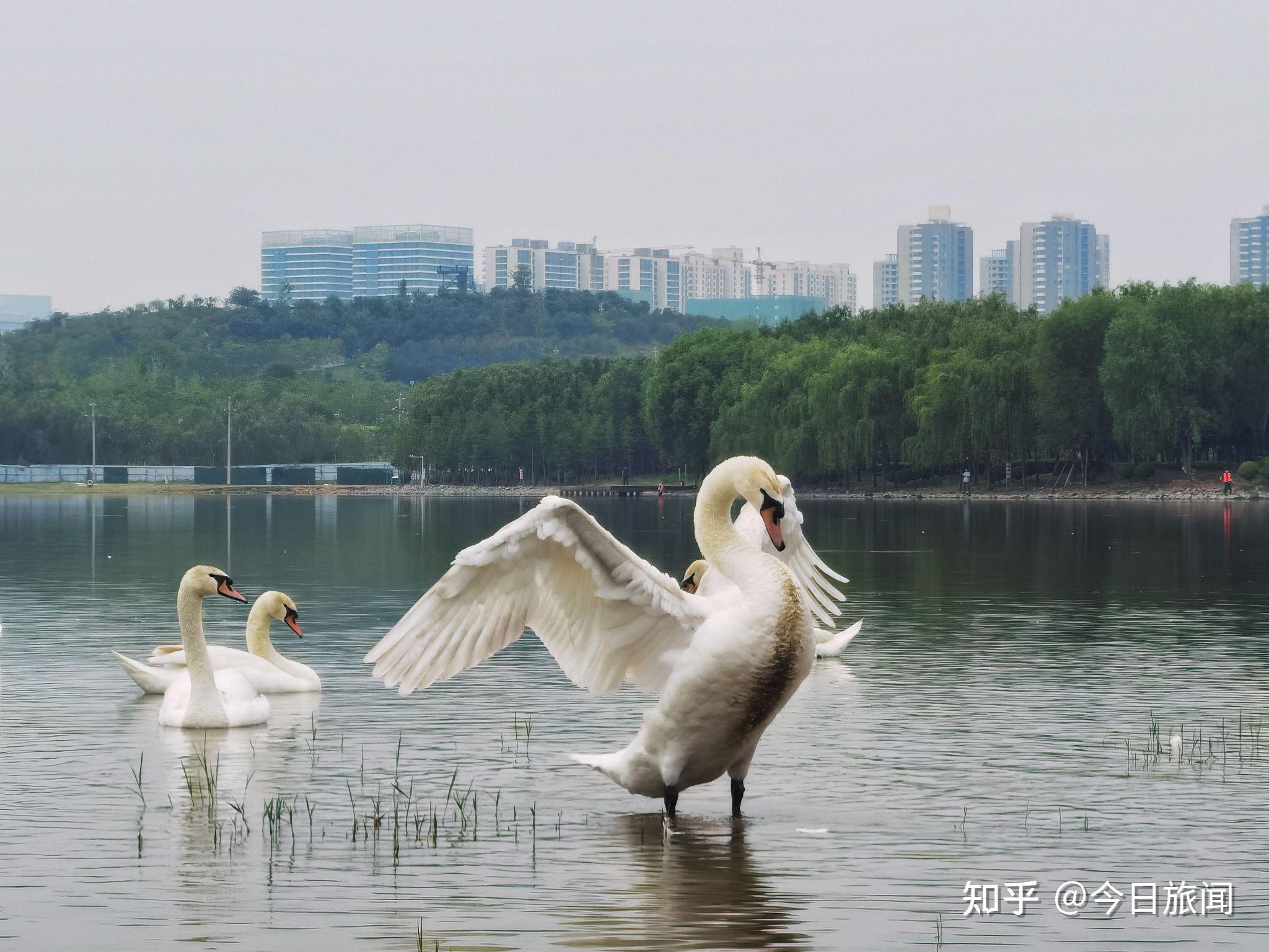 河南郑州龙湖湿地公园有群美丽的白天鹅