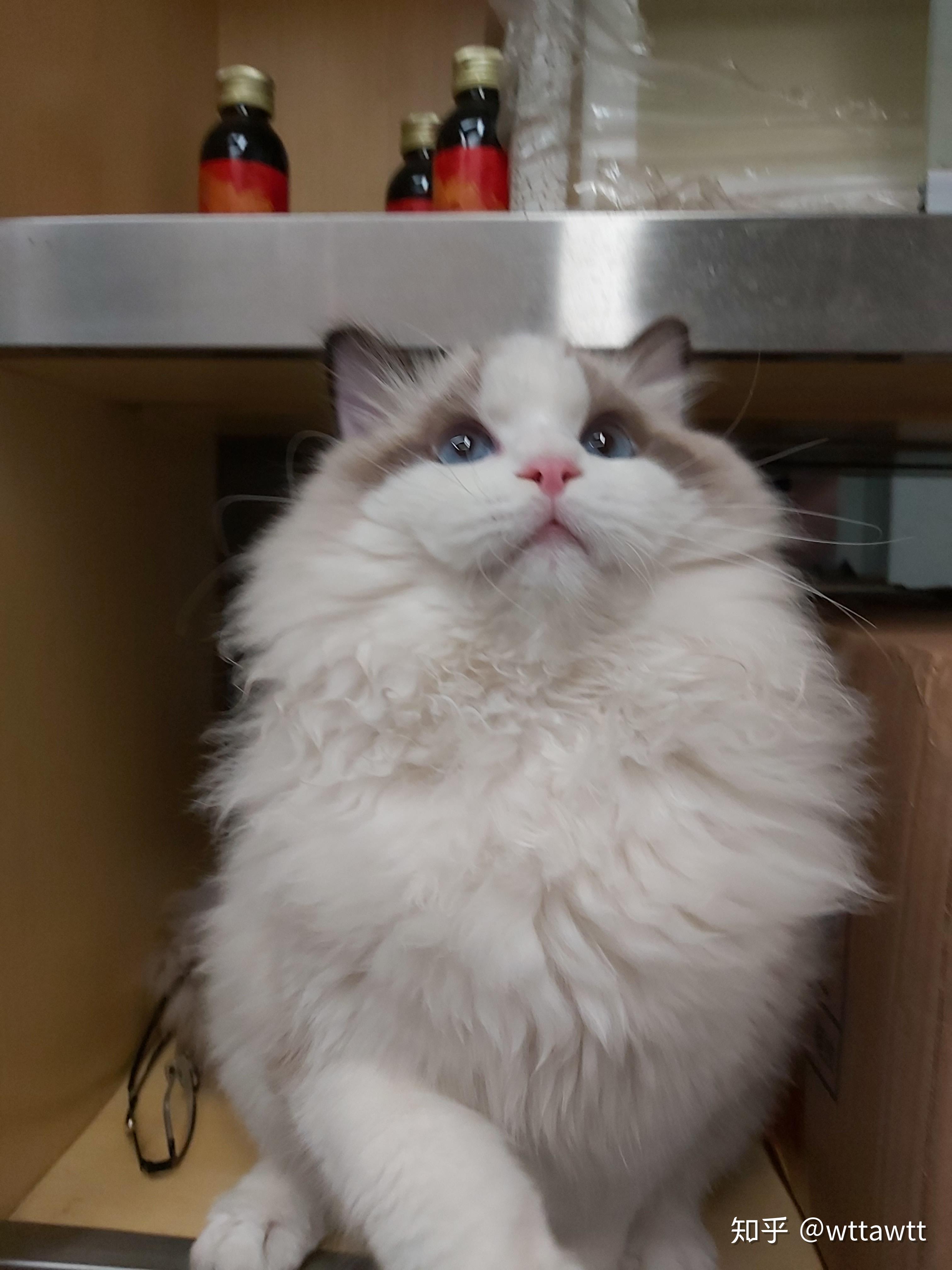 这一只布偶猫开脸好吗会长成什么样子