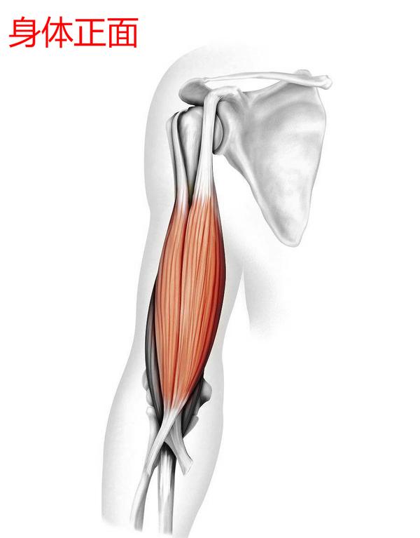 肱二头肌有长,短二头(外侧是长头,内侧是短头)