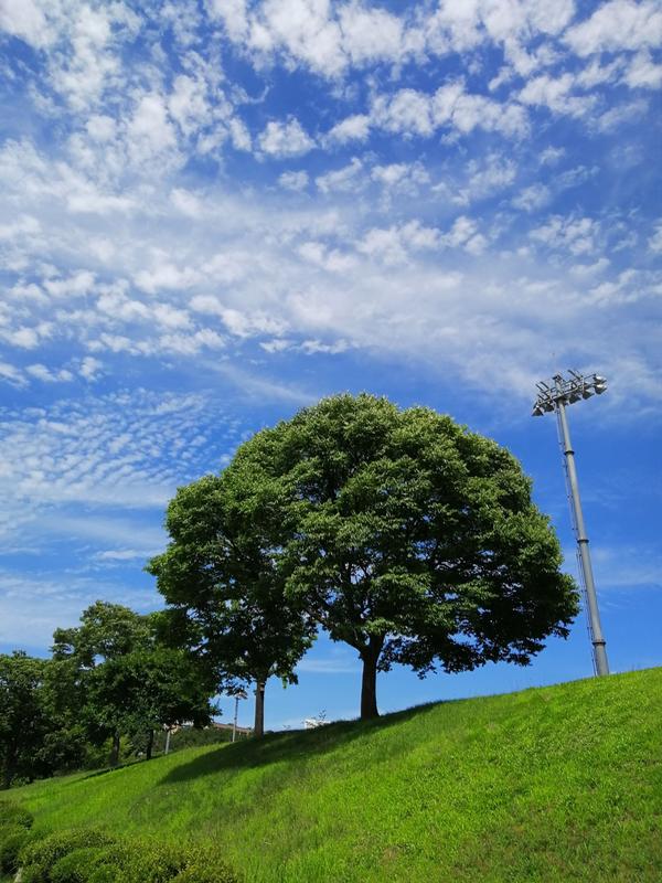 首尔大学某个校区的一棵树,好像棒棒糖.