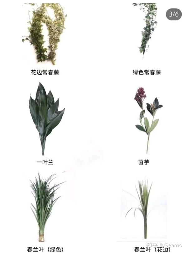 五十种常用花材叶材花语