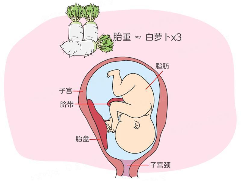 有阴道痉挛问题无法成功完成夫妻生活,也可以怀孕生孩子吗?