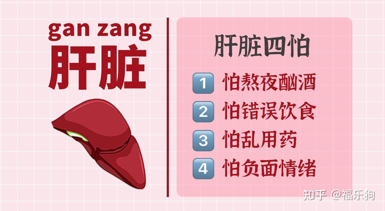 洋葱—具有健胃,消食,平肝,润肠等功效;乌梅—加强肝脏解毒功能