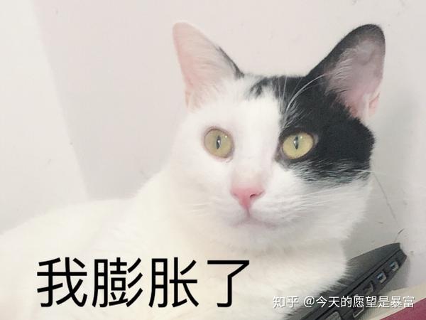 猫咪 戏精=表情包