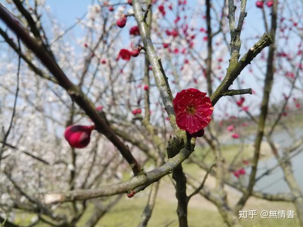 茗从沸泉始清远,气有韵味自安魂(上)