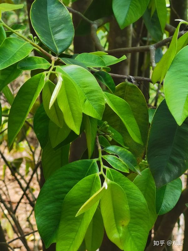 沉香茶,是以沉香树叶子制作而成.