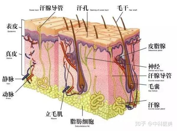 皮脂腺有什么作用和影响?