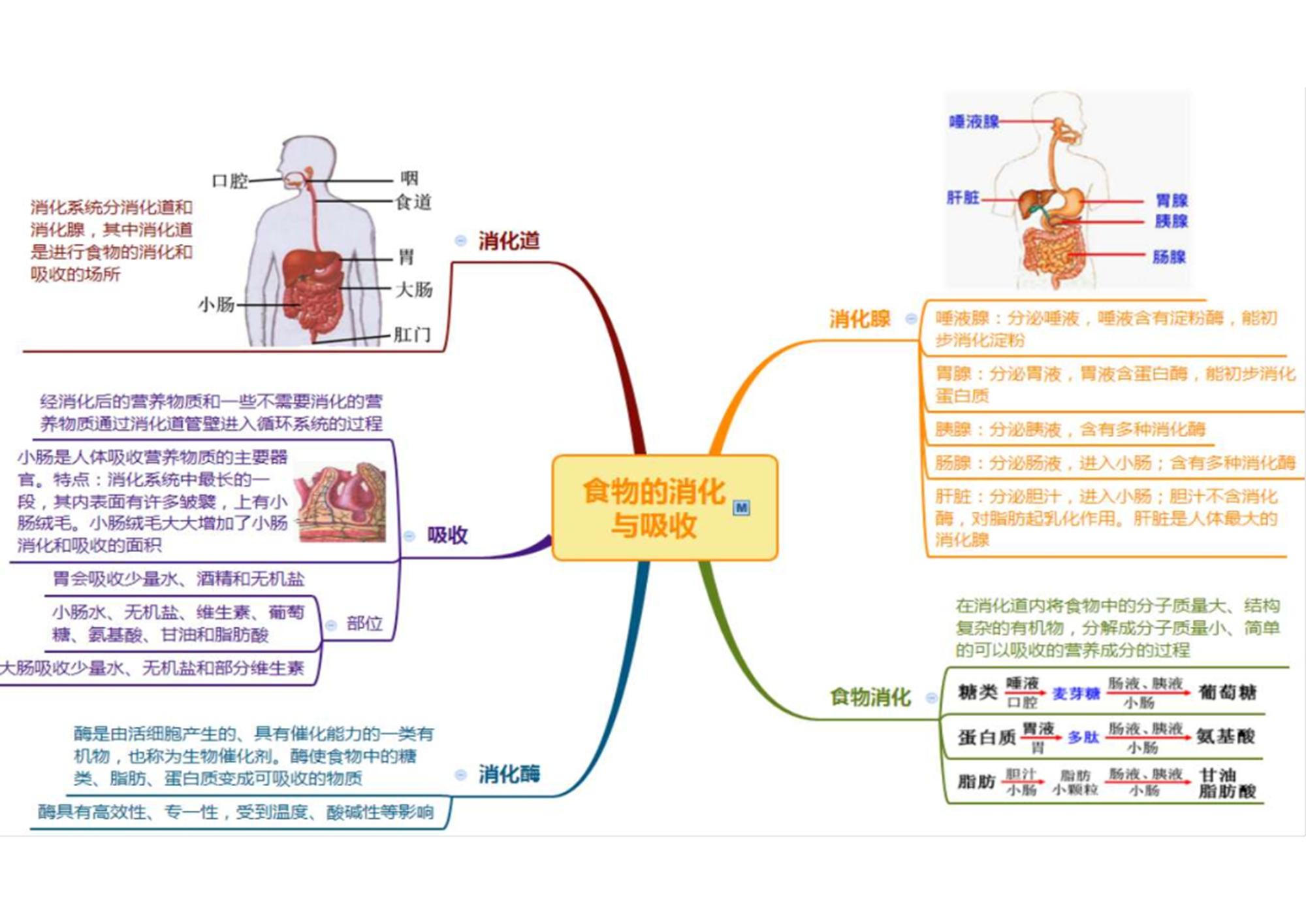 初中生物章节思维导图26张完整版通儒公考圈精制免费共享