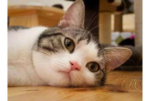 放假每天陪猫咪结果铲屎官和猫咪的亲密感情却破裂了