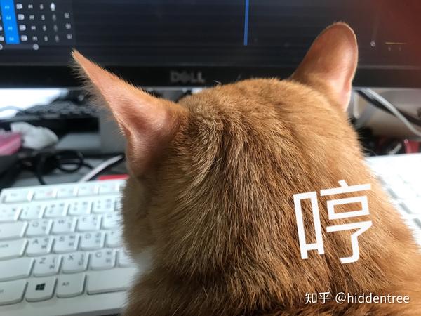你见过最好看的猫长啥样?