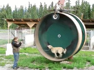 值得一提的是,这种永动机遛狗法,乃是传承古法的欧洲秘技.