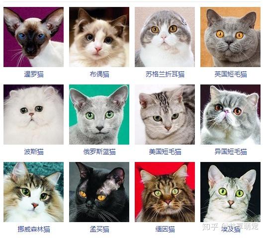 猫咪品种的简单介绍