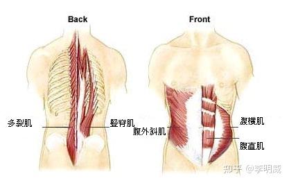 多裂肌是在脊柱边缘深层的位置,他最容易出现的问题是紧张僵硬和无力