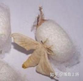 蛾口茧:蚕茧内的蚕蛹蜕变成蚕蛾,吐出碱性液体将蚕茧软化,然后顶出一