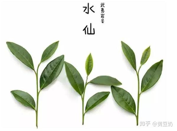 顶级枞味:茶鬼们求而不得的古井老枞