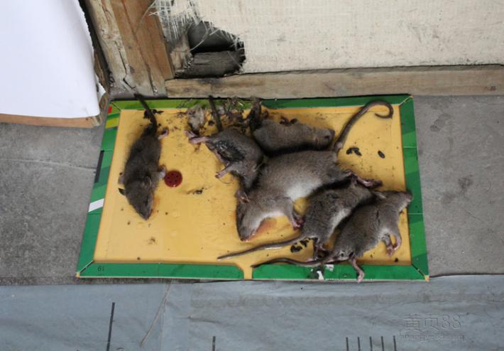 如何灭老鼠灭老鼠的方法
