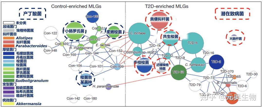 元奥生物揭秘肠道菌群影响肥胖糖尿病的幕后玩家