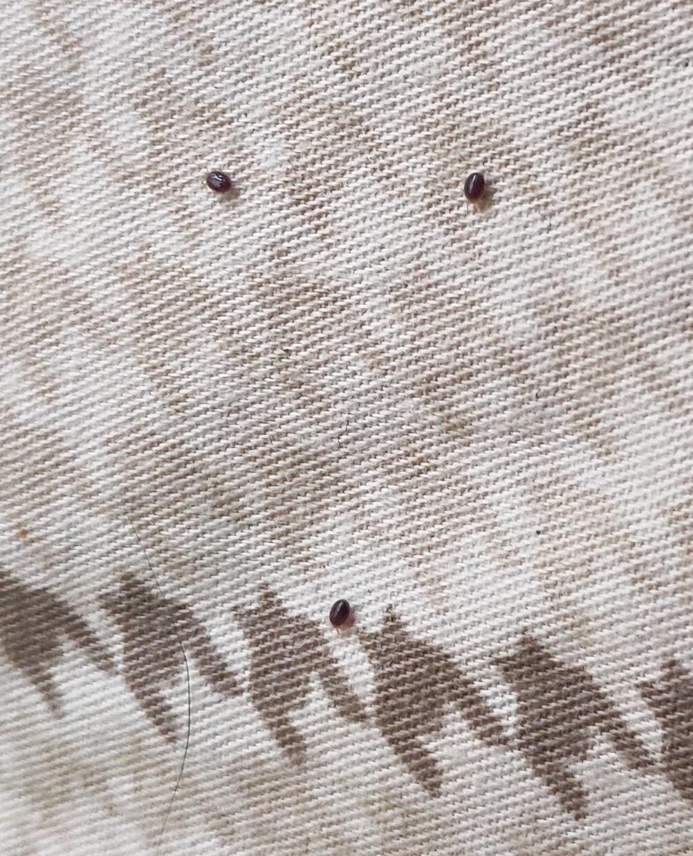 跳蚤叮咬和臭虫叮咬有什么区别