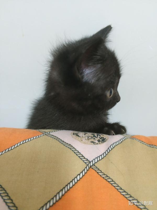 中华田园黑猫与孟买猫的区别有哪些?