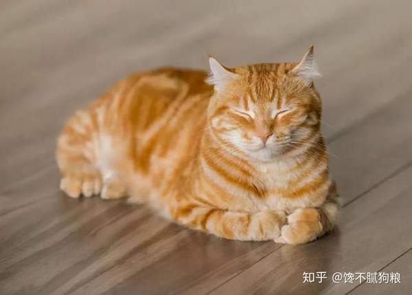 揭秘猫咪睡姿及背后暗含的意思别错过了