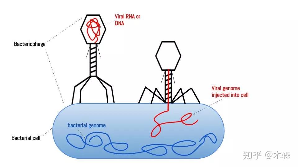 加了噬菌体的益生菌有什么神奇作用吗