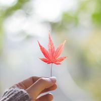 林晓敏