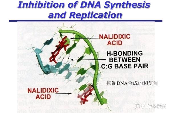 喹诺酮类药物的主要 作用机制为 抑制细菌dna回旋酶,阻碍dna复制,从而